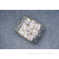 High quality fresh single clove garlic